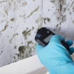 Mold Testing